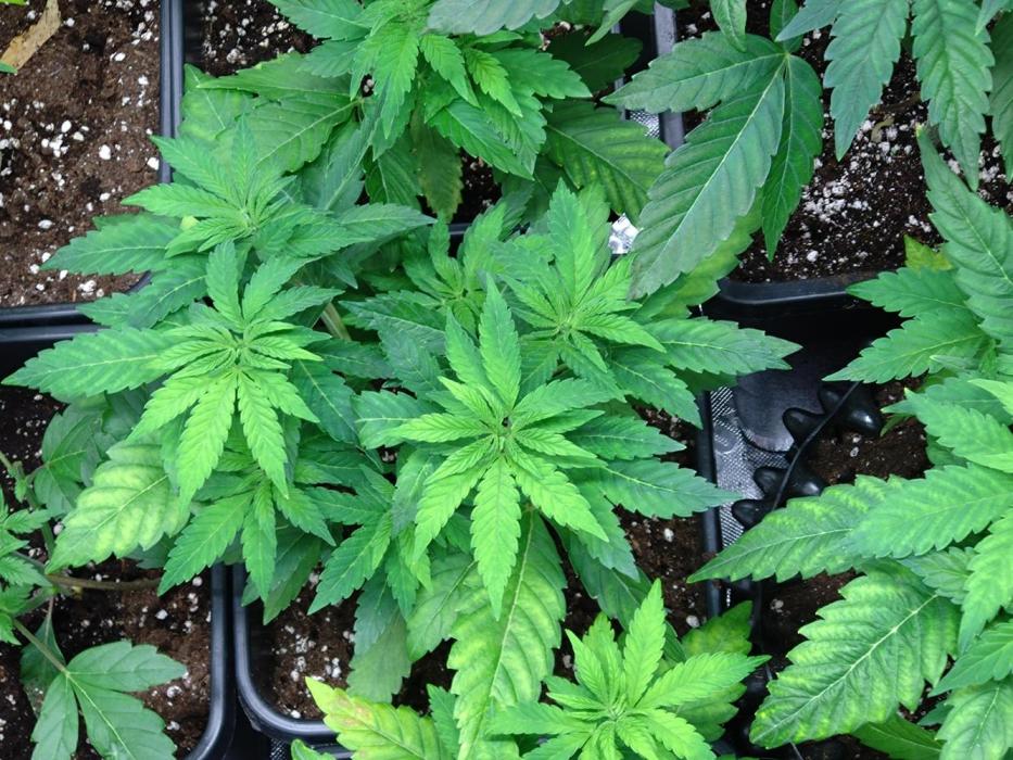 Lemonpaya Pheno #1 Fastbuds. Week 6