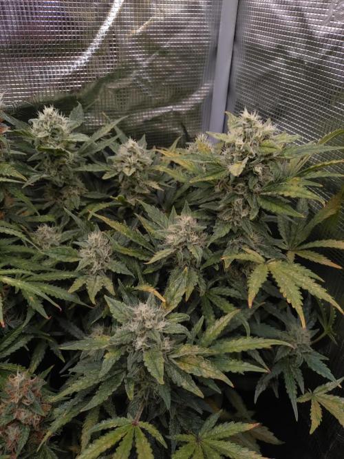 Z-Up Auto Fastbuds. Week 10