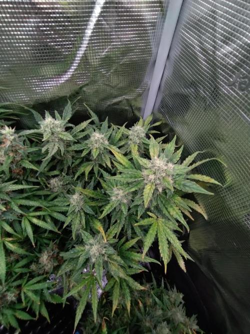 Z-Up Auto Fastbuds. Week 10