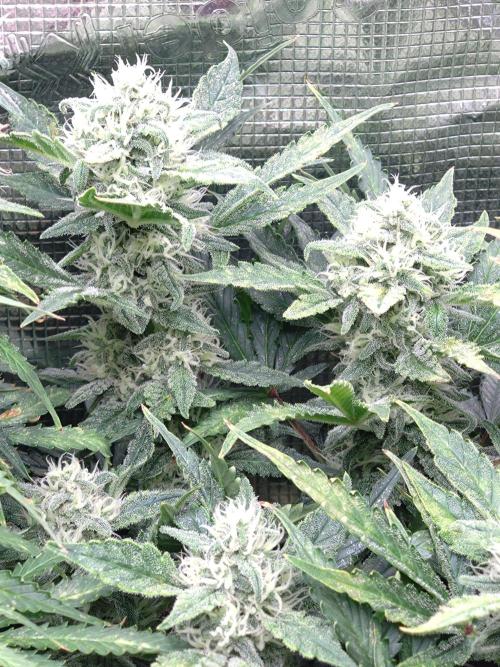 Z-Up Auto Fastbuds. Week 10