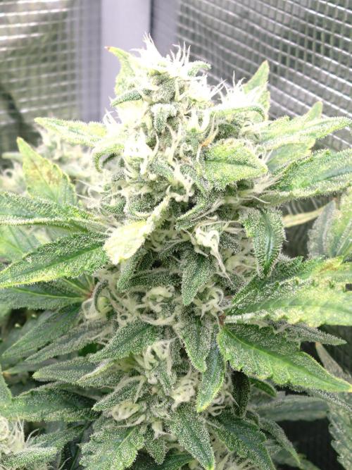 Z-Up Auto Fastbuds. Week 10