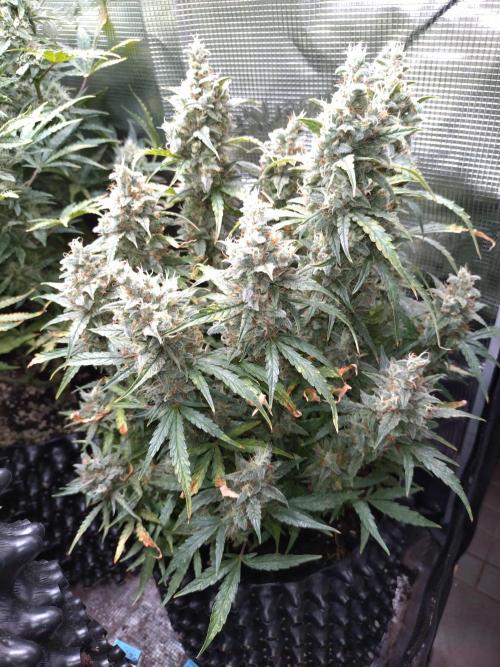 Thin Mint x Sour Pinot Auto Barneys Farm. Week 12