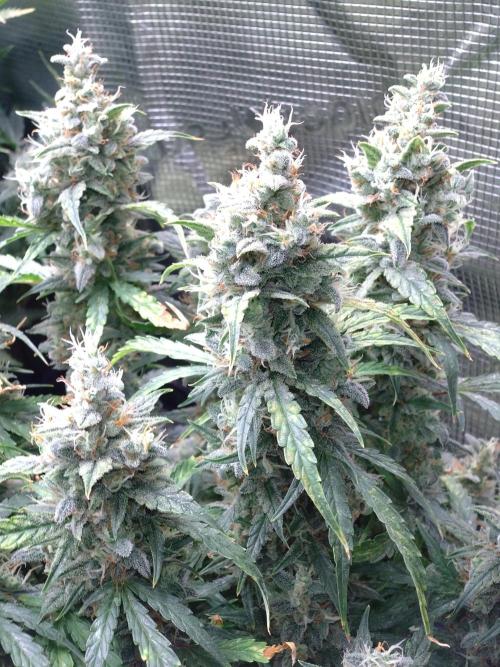 Thin Mint x Sour Pinot Auto Barneys Farm. Week 12