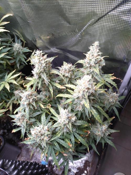 Thin Mint x Sour Pinot Auto Barneys Farm. Week 12