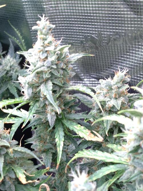 Thin Mint x Sour Pinot Auto Barneys Farm. Week 12