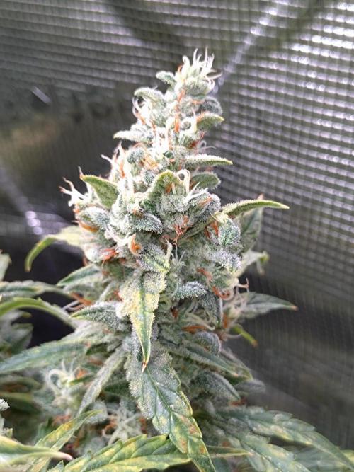 Thin Mint x Sour Pinot Auto Barneys Farm. Week 12