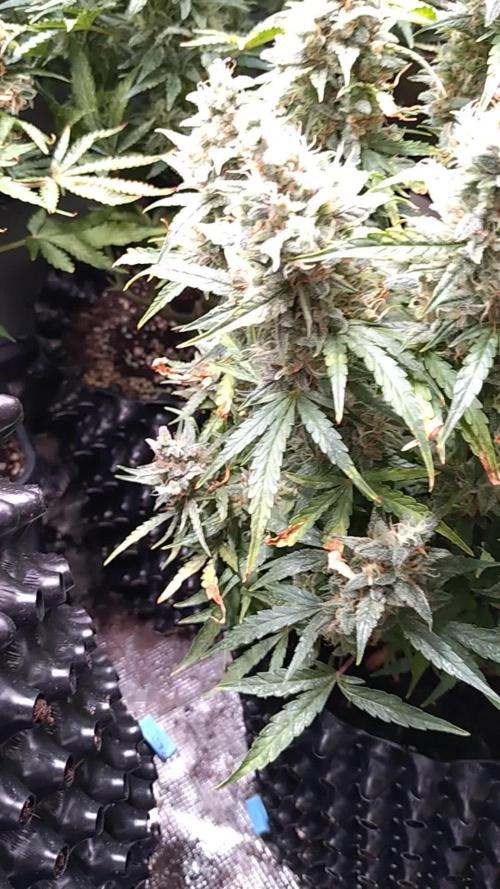 Thin Mint x Sour Pinot Auto Barneys Farm