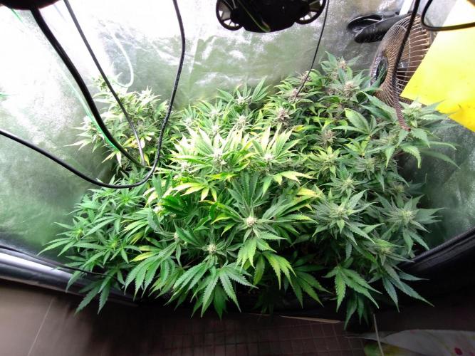 Auto #1 RF3 Mixpack Fastbuds. Week 10