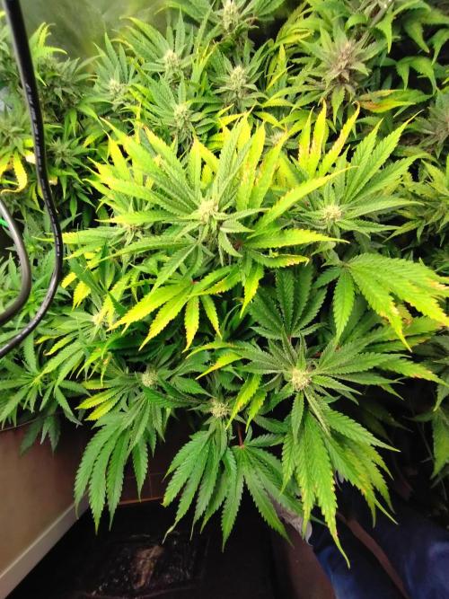 Auto #1 RF3 Mixpack Fastbuds. Week 10