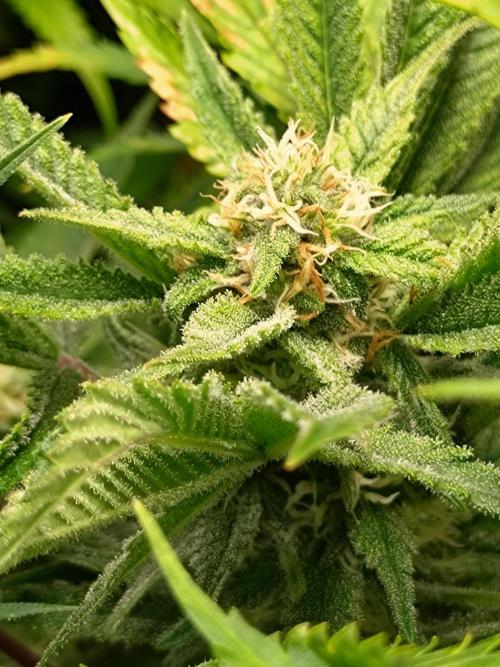 Auto #1 RF3 Mixpack Fastbuds. Week 10