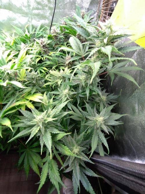 Auto #1 RF3 Mixpack Fastbuds. Week 10