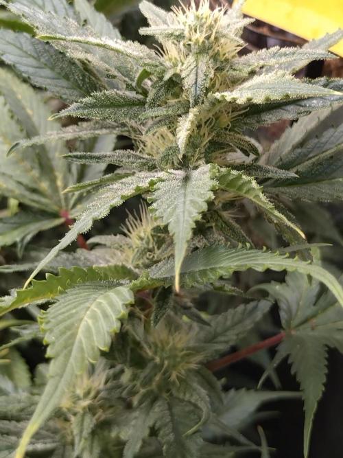 Auto #1 RF3 Mixpack Fastbuds. Week 10