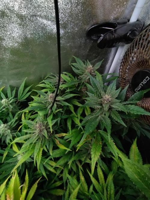 Auto #1 RF3 Mixpack Fastbuds. Week 10