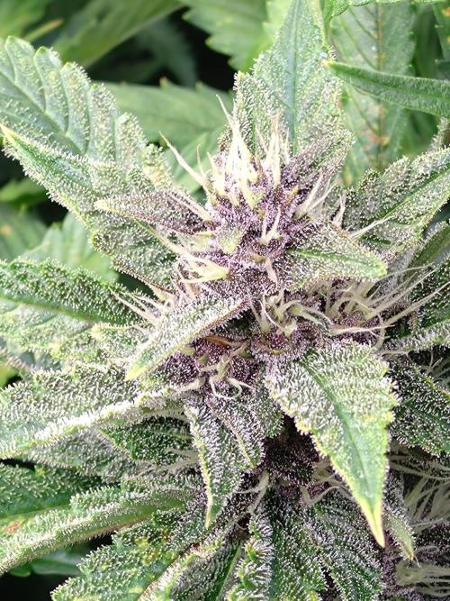 Auto #1 RF3 Mixpack Fastbuds. Week 10