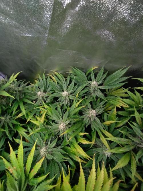 Auto #1 RF3 Mixpack Fastbuds. Week 10
