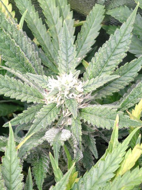Auto #1 RF3 Mixpack Fastbuds. Week 10