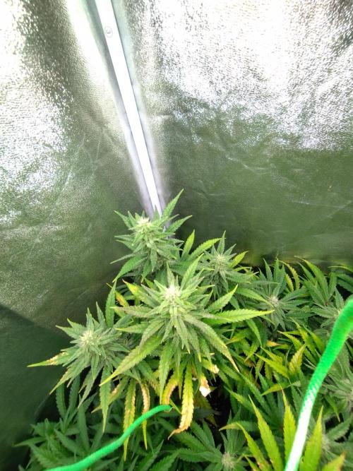 Auto #1 RF3 Mixpack Fastbuds. Week 10