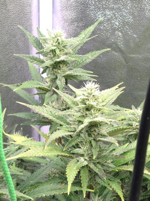 Auto #1 RF3 Mixpack Fastbuds. Week 10