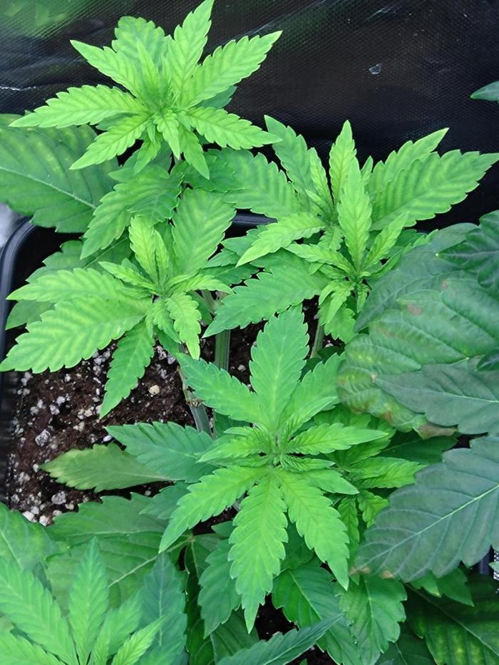 Lemon Cherry Gelato P#1 Barneys Farm. Week 7