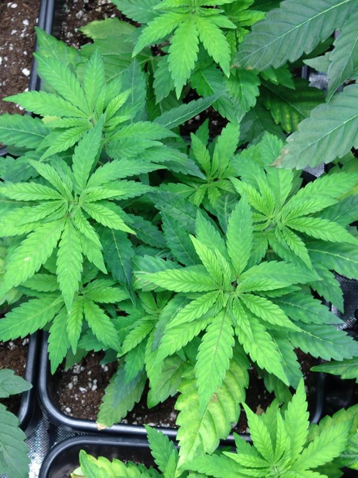Lemonpaya Pheno #1 Fastbuds. Week 7