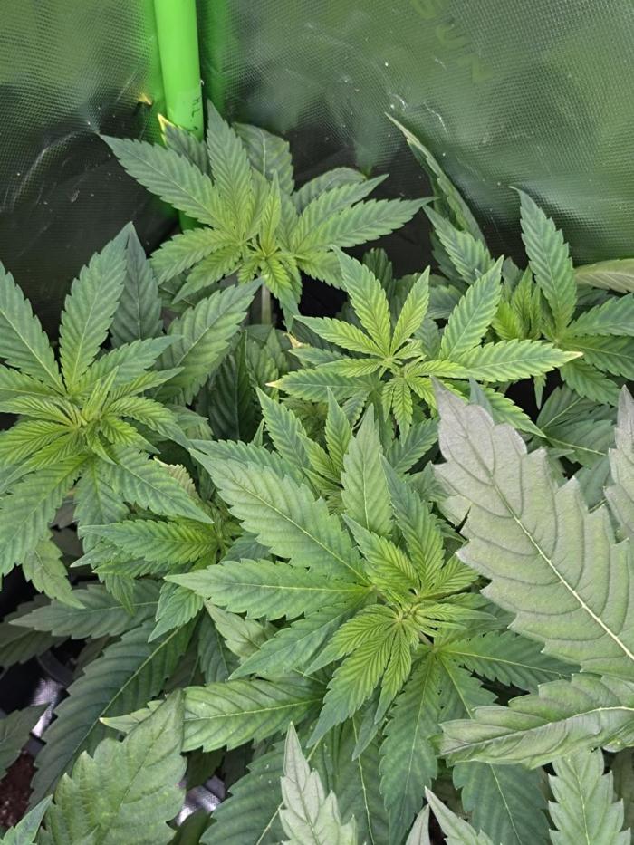 Lemonpaya Pheno #2 Fastbuds. Week 7