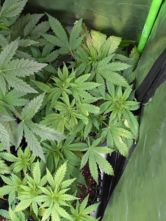 Orange Sherbet FF P#1 Fastbuds. Week 7