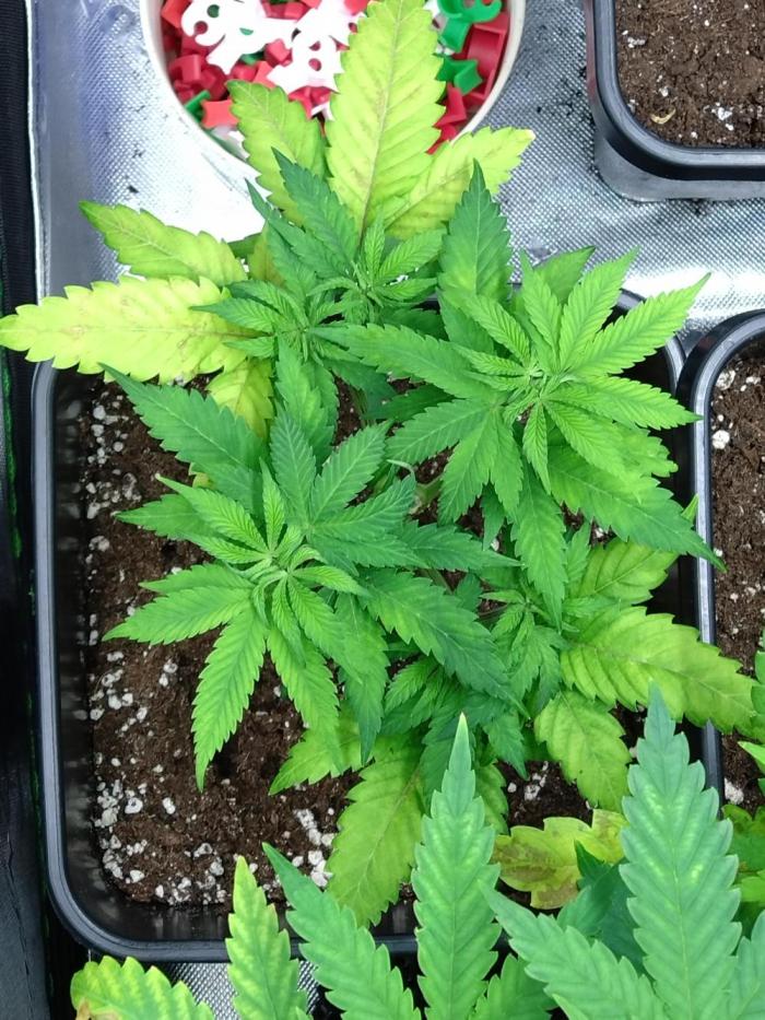 Orange Sherbet FF P#2 Fastbuds. Week 7