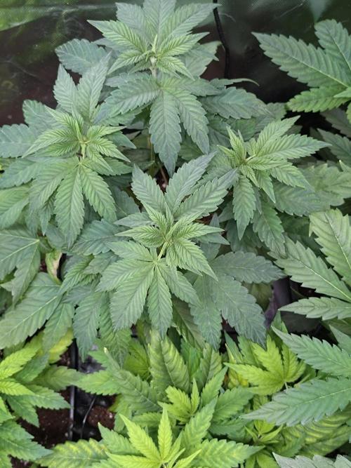 Green Gelato P#1 Royal Queen Seeds. Week 7