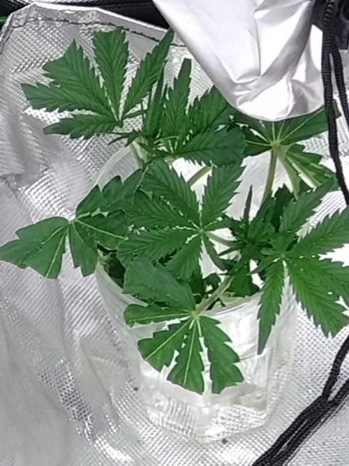 Green Gelato P#1 Royal Queen Seeds. Week 7