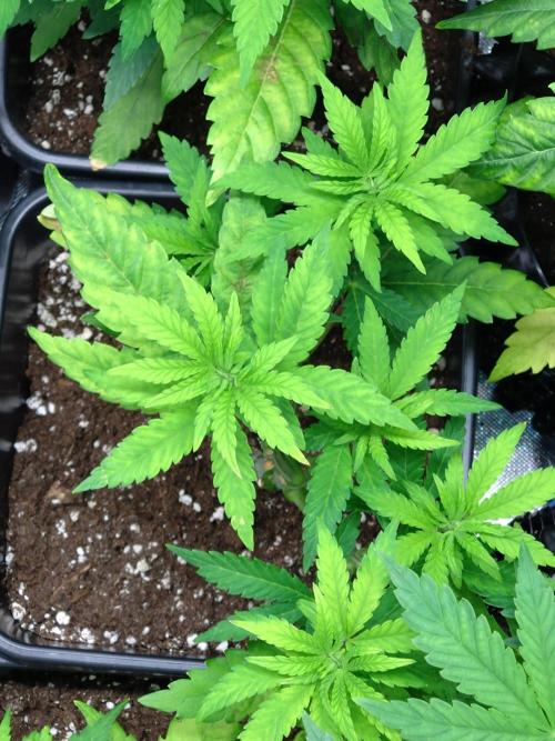 Green Gelato. Week 7