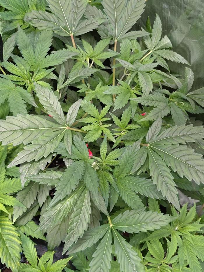 Gelato 44 Tyson 2.0 x RQS. Week 7