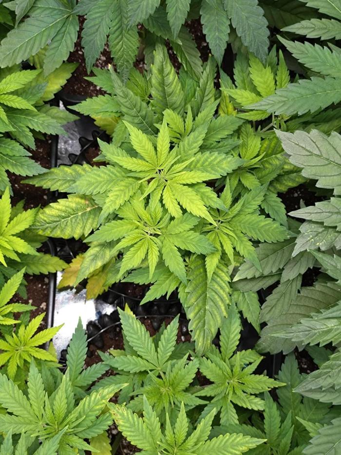 Euphoria Royal Queen Seeds. Week 7