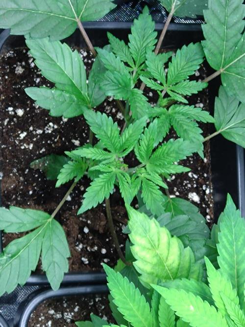 Cosmic Cheddar F1'26 Royal Queen Seeds. Week 5