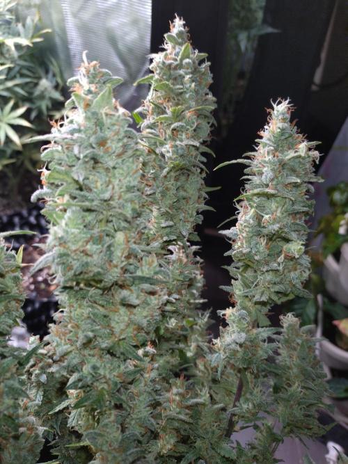 Thin Mint x Sour Pinot Auto Barneys Farm. Week 12