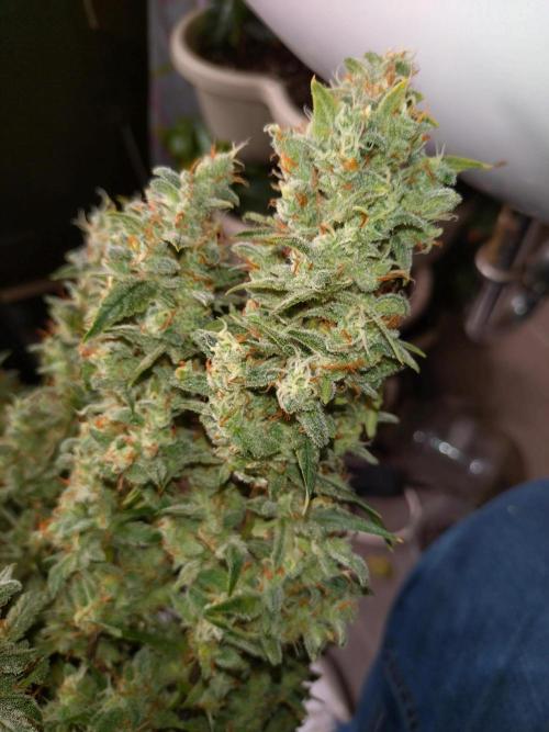 Thin Mint x Sour Pinot Auto Barneys Farm. Week 12