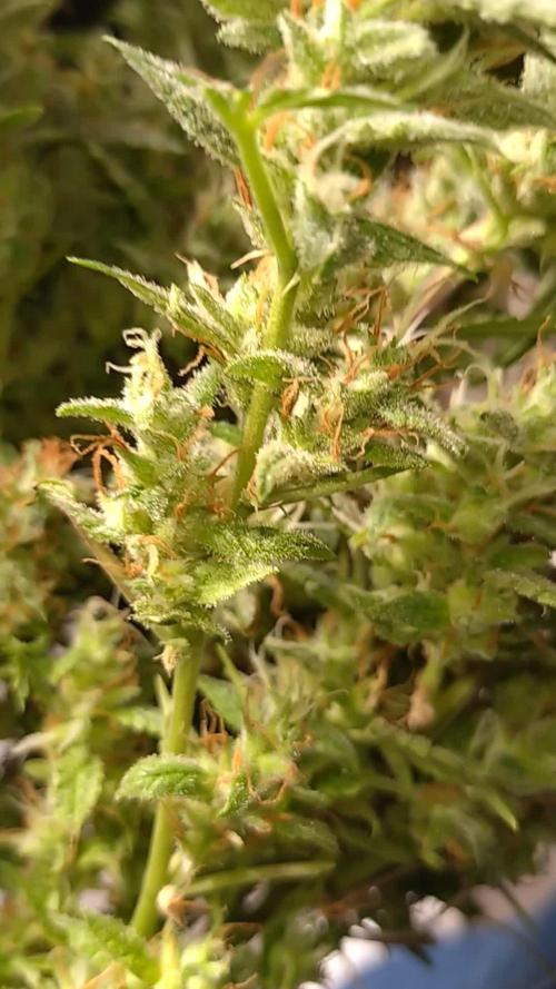 Thin Mint x Sour Pinot Auto Barneys Farm