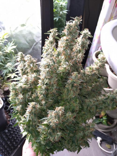 Strawberry Cheesecake Auto Barneys Farm. Week 14