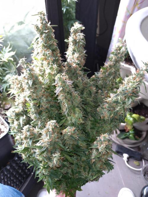 Strawberry Cheesecake Auto Barneys Farm. Week 14