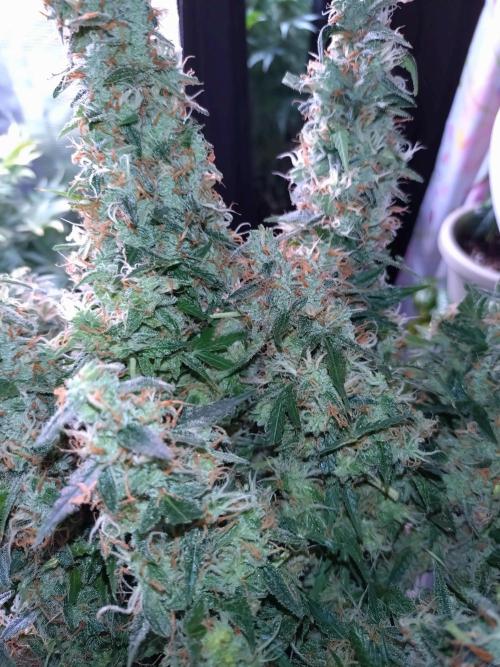 Strawberry Cheesecake Auto Barneys Farm. Week 14