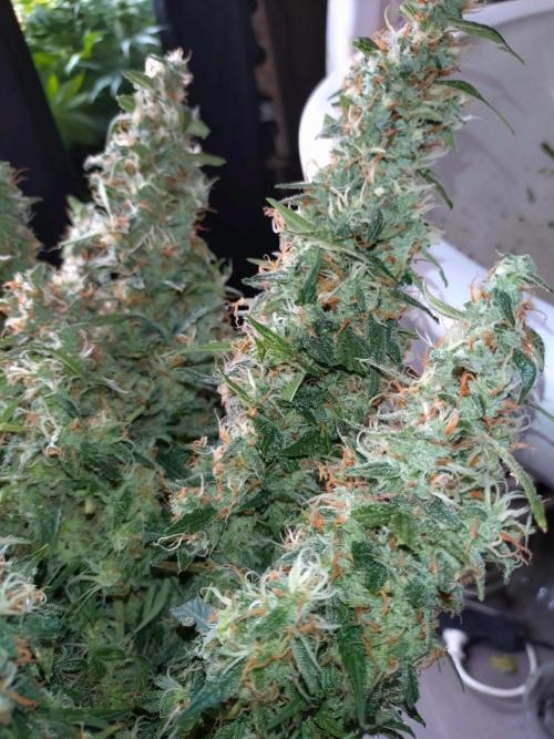 Strawberry Cheesecake Auto Barneys Farm. Week 14