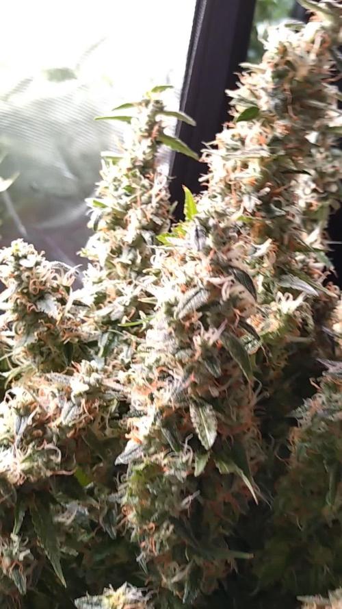 Strawberry Cheesecake Auto Barneys Farm