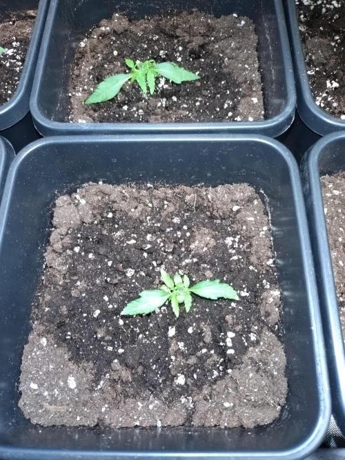 Epsilon F1 Royal Queen Seeds. Week 2