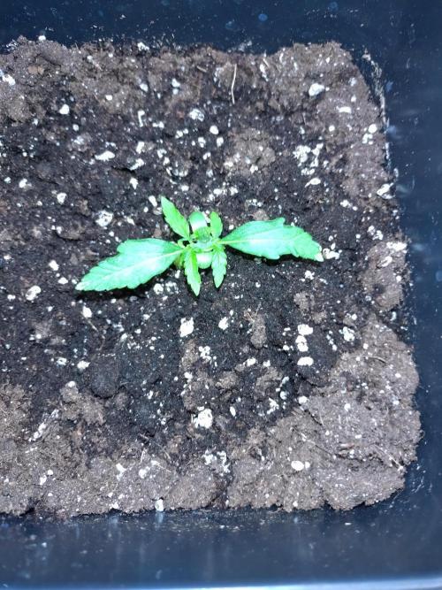 Epsilon F1 Royal Queen Seeds. Week 2