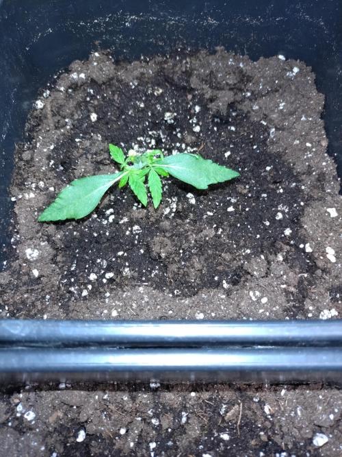 Epsilon F1 Royal Queen Seeds. Week 2