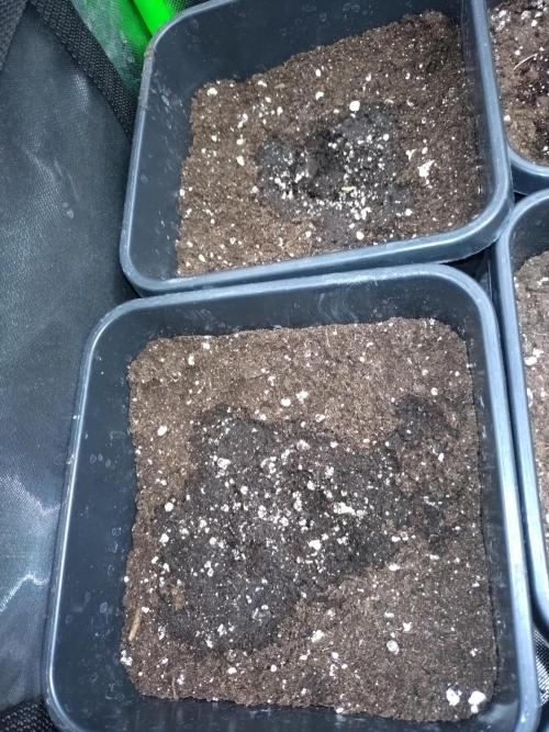 Sweet ZZ Auto Royal Queen Seeds. Week 0