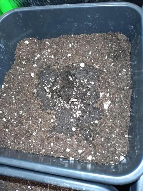Sweet ZZ Auto Royal Queen Seeds. Week 0