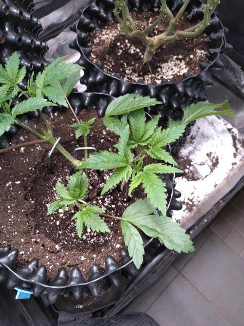 Cosmic Cheddar F1'26 Royal Queen Seeds. Week 5