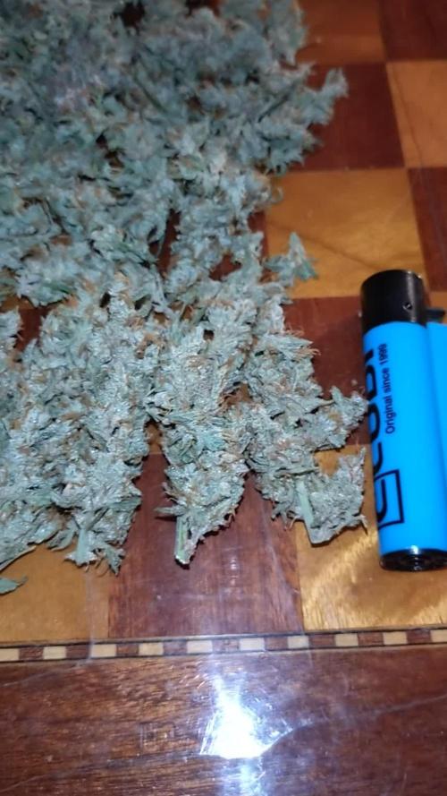 Thin Mint x Sour Pinot Auto Barneys Farm
