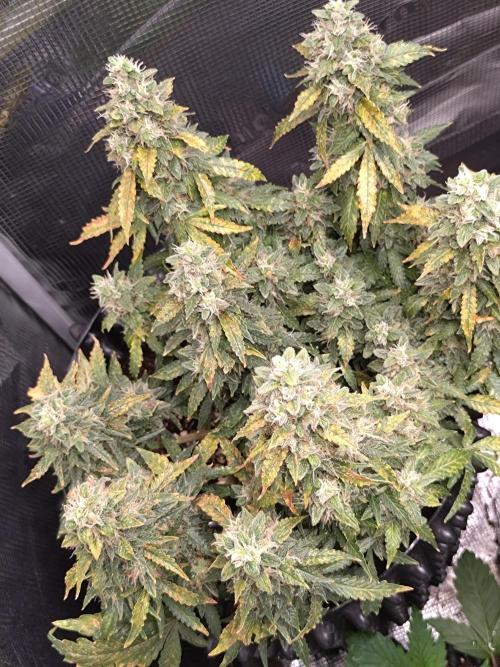 Sticky Broccoli Auto ZMA Eternity Cup'26. Week 13