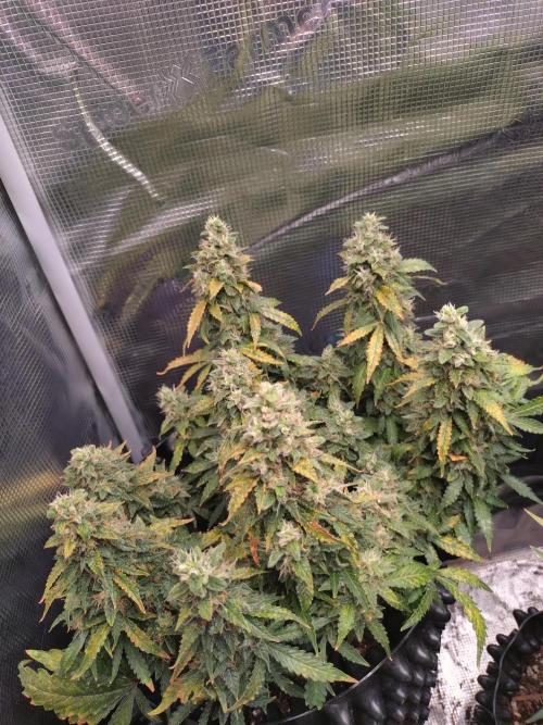Sticky Broccoli Auto ZMA Eternity Cup'26. Week 13